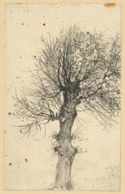Weidenbaum