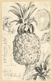 Ananas und Details