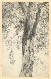 Belaubter Baum