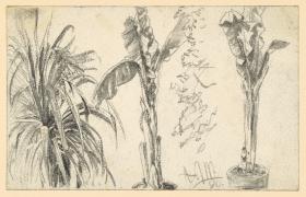 Schwertpalme und zwei Cannatöpfe