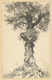 Knorriger belaubter Baum