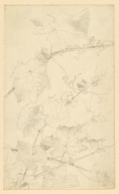 Weinblätter und -ranken