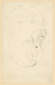 Leopard, Hyäne, Rhinozeros