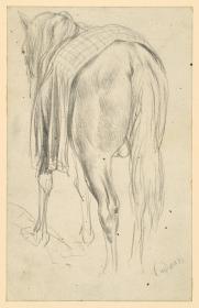 Pferd mit Decke, von hinten und von der Seite gesehen