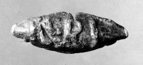 Schleuderkugel mit Inschrift FERI POMP(ejum)