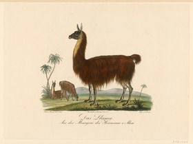 Die Lama-Familien. Aus der Menagerie des Hermann von Aken