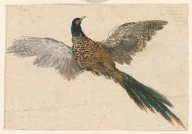 Ein Fasan und vier Medaillons mit Hundeköpfen, auf ein Blatt aufgeklebt
