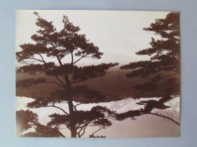 Naturstudie mit Kiefern und Fuji im Hintergrund