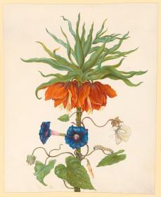 Blumenbild: Kaiserkrone, Ackerwinde, Schmetterling und Raupe