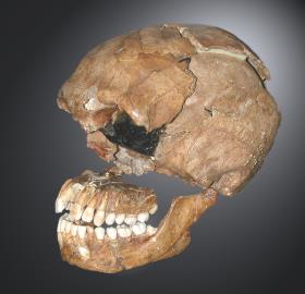 Schädel von Le Moustier ("Homo mousteriensis Hauseri")