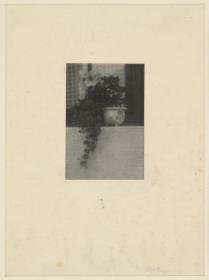 Blumen vor dem Fenster