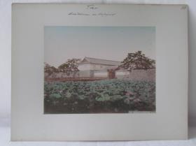 Tokio. Lotosblüten am Königspalast