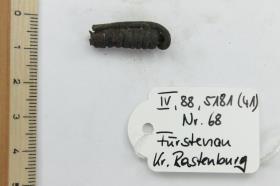 Fibelspirale
