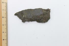 Schildbuckel