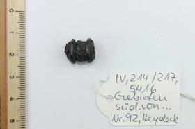 Fibelfragment