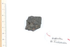 Schildfessel