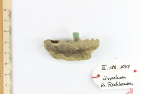 Kiefer-Fragment mit Zahn-Fragment