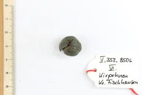 Schildbuckel