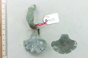 Sternfußfibel