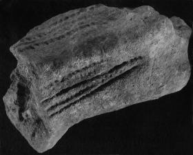 Rumpf eines Tieres
