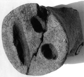 Fragment einer Schweineschnauze