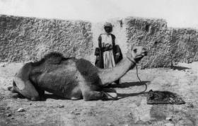 Reitkamel
