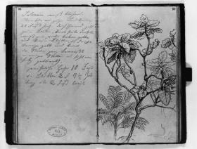 Solanum