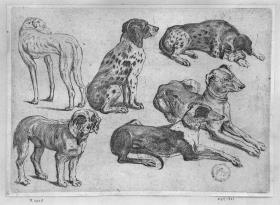 Sechs Jagdhunde