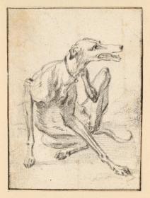 Sich kratzender Windhund