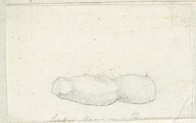 Aegineten-Skizzen: Detail Arm