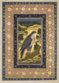 Kaiserlicher Jagdfalke