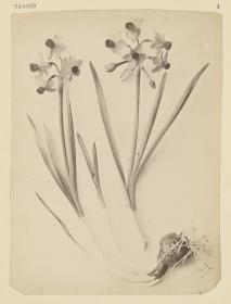 Narcissus tazzetus
