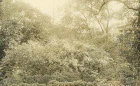 Salem, Garten: Frank Cousins-Garden