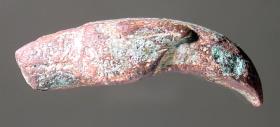 Flacher Vogelkopf mit großen Augen und stark gekrümmtem, großem Schnabel (nach rechts; in Wirklichkeit aber ein Hundekopf nach links)