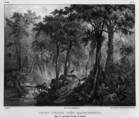 „Fôret vièrge près Manqueritipa dans la province de Rio de Janeiro“ (Urwald bei Mangaratiba in der Provinz Rio de Janeiro)
