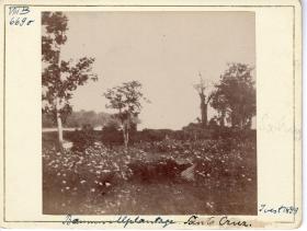 "Baumwollplantage. Santa Cruz."
