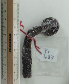 Sporenbügelfragment
