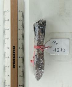 Armbrustbolzen