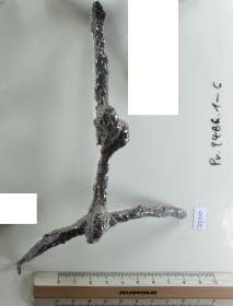 Knebeltrense