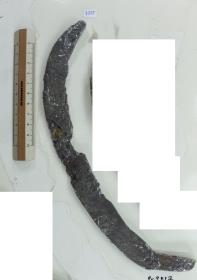 Winkelsichel