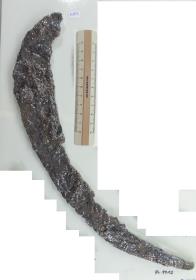 Winkelsichel