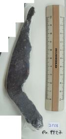 Winkelsichel