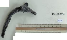 Stachelspornfragment
