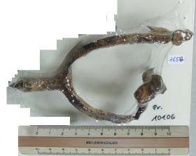 Radsporn