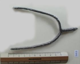 Stachelsporn