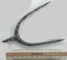 Stachelsporn