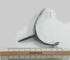 Stachelsporn