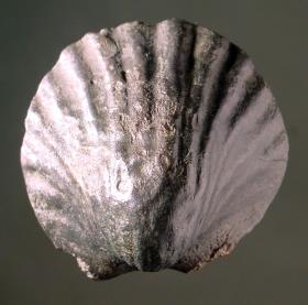 Muschel