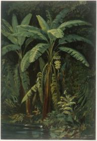 Tropische Vegetation. Bananenstauden