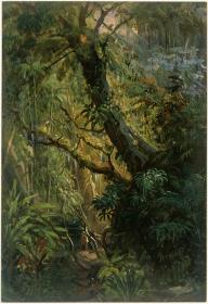 Tropenvegetation